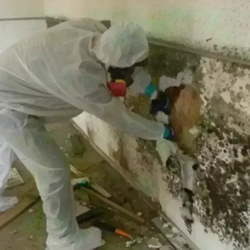 Mold Remediation and Removal in Newark, NJ